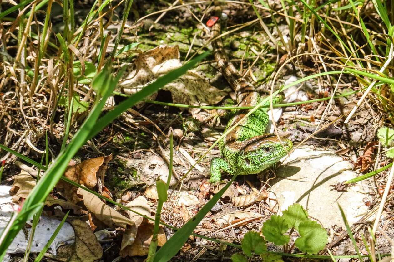 Zauneidechse